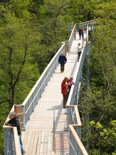 treetop-path-1277339_1920